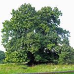 Specker Linde Müritz Nationalpark Müritz Foto W. Willner_0750