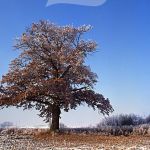 Stiel-Eiche Quercus robur Foto W. Willner800