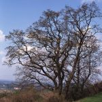 Stieleiche Foto W. Willner 857