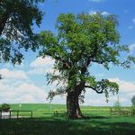 Stieleiche Quercus robur Foto W. Willner-722