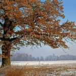 Stieleiche Quercus robur Foto W. Willner-876