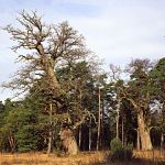 Stieleiche Quercus robur NSG Nöttinger Viehweide Foto W. Willner 556