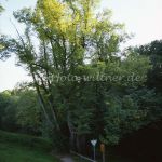 Tassilolinde Winter-Linde (Tilia cordata) Foto W. Willner 668