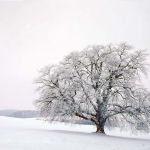 Winterlinde Tilia cordata Foto W. Willner 24