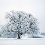 Winterlinde Tilia cordata Foto W. Willner 25