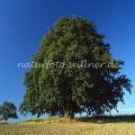 Winterlinde Tilia cordata Foto W. Willner 502