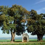 Winterlinden Kapellenlinde in Kiefenholz an der Donau bei Regensburg Foto H. Tuschl Willner Naturfoto