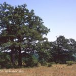 Zerr-Eichen am Balaton Ungarn 5 (Quercus cerris) Foto W. Willner