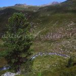 Zirbe Pinus cembra Graubünden Schweiz Foto W. Willner 666