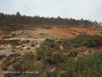 Eukalyptuspflanzungen im Nordteil des Nationalparks Monfragüe Extremadura Spanien Foto W. Willner 810