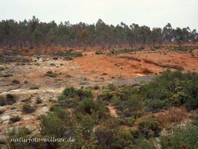 Eukalyptuspflanzungen im Nordteil des Nationalparks Monfragüe Extremadura Spanien Foto W. Willner 811