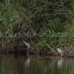 Reiher im Donaudelta Naturfoto Willner DSC_1289