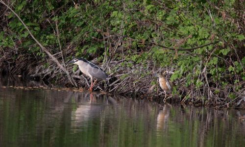 Reiher im Donaudelta Naturfoto Willner DSC_1291