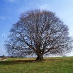 Bavariabuche 1986 Foto W. Willner_6488