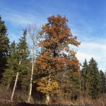 NSG Nöttinger Viehweide Naturfoto Willner_042