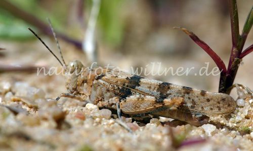 Blauflügel Sandschrecke Sphingonotus coerulans 6 Foto W. Willner