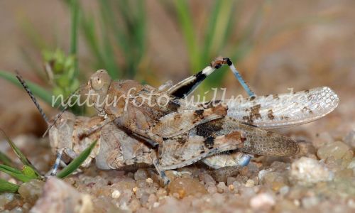 Blauflügel Sandschrecke Sphingonotus coerulans Eiablage 12 Foto W. Willner