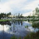 Pietzmoor bei Schneverdingen Foto W. Willner-316